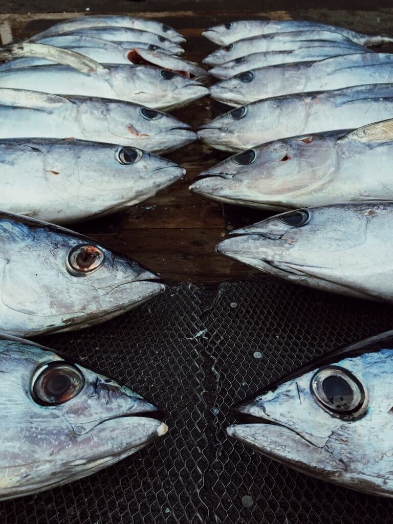 Albacore Tuna