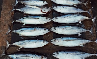 Albacore Tuna caught off shore of Tofino British Columbia