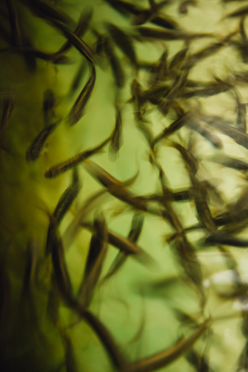 Tofino Fish Hatchery - Coho Fry